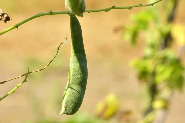 Jovem feijão pod jardim — Fotografia de Stock