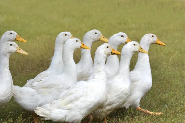 Patos en fila — Foto de Stock