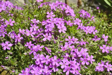 güzel pembe bahçe çiçekleri