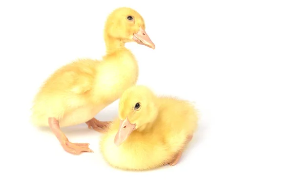 Ducklings isolated on white — Stock Photo, Image