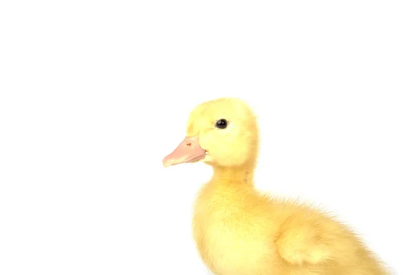 Patitos aislados en blanco —  Fotos de Stock