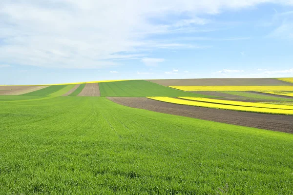 Kolza tohumu sarı ve yeşil alan bahar