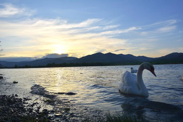 Cisne en el río al atardecer — Foto de Stock