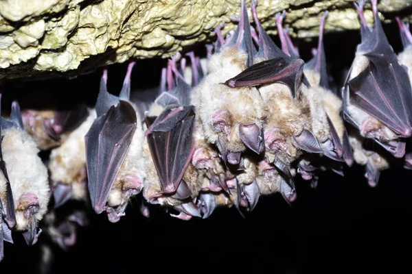 Greater horseshoe bat( Rhinolophus ferrumequinum) — Stock Photo, Image