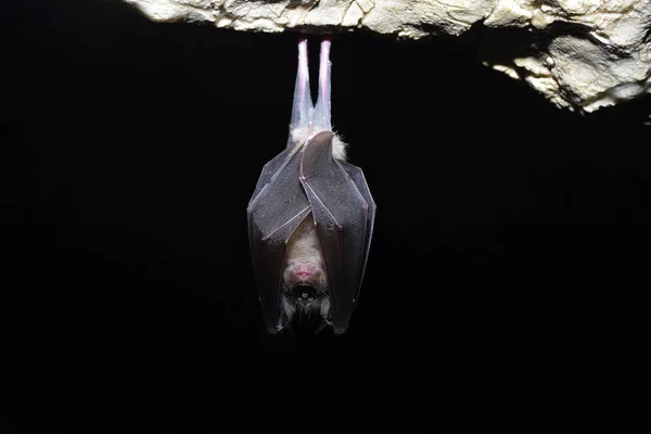 Mayor murciélago herradura (Rhinolophus ferrumequinum ) —  Fotos de Stock