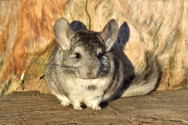 Ahşap arka plan açık gri Chinchilla