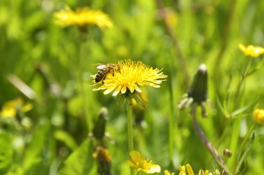 spirnd Dandelions ve arı