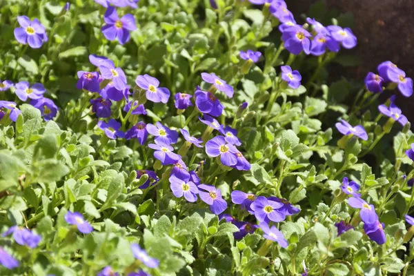 Fundo de concurso suave violeta pequenas flores — Fotografia de Stock