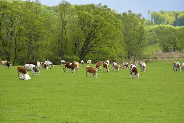 Kühe auf dem Feld auf dem Land — Stockfoto