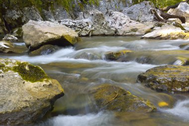 yavaş hareket akışı dışarı katlı bir ormanda sonbahar renkleri