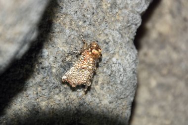 Nadir mağara güve, Scoliopteryx libatrix