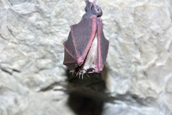Pipistrello a ferro di cavallo maggiore (Rhinolophus ferrumequinum ) — Foto Stock