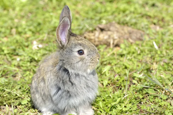 Le petit lapin est dans un pâturage — Photo