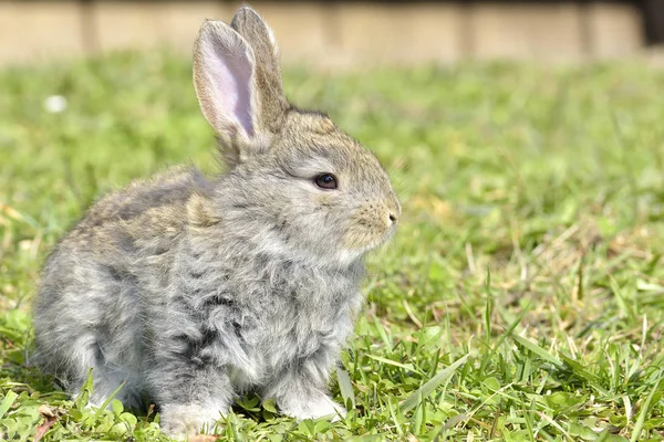 Le petit lapin est dans un pâturage — Photo