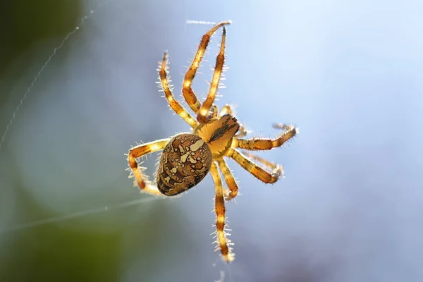 クロスパイダー（Araneus diadematus）) — ストック写真