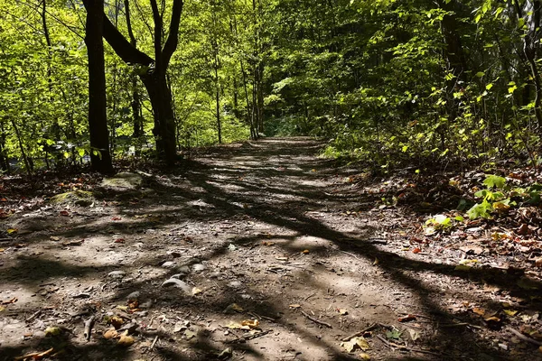 Beautiful sheltered forest pathway