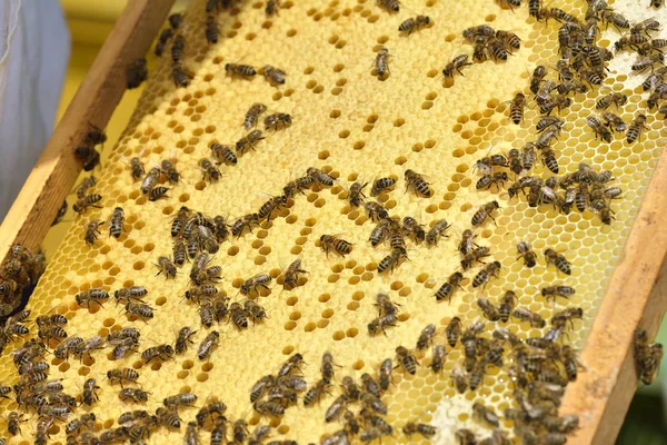 Doces favos de mel com abelhas — Fotografia de Stock