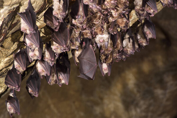 Group of Greater horseshoe bat (Rhinolophus ferrumequinum)