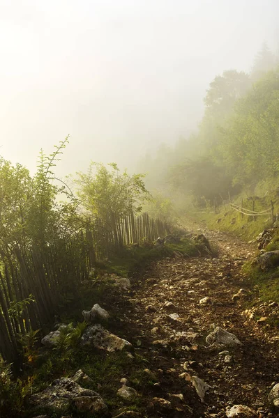 Lanskap gunung di pagi musim panas dengan kabut, Rumania, Fundatura Ponorului — Stok Foto