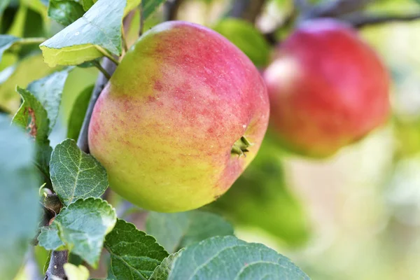 Maçãs no ramo de árvore de maçã — Fotografia de Stock