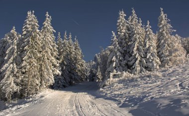 Köknar kış manzara Postavaru dağ, Poiana Brasov resort, Romanya şiddetli kar yağışı kapsadığı Orman ağaçları.
