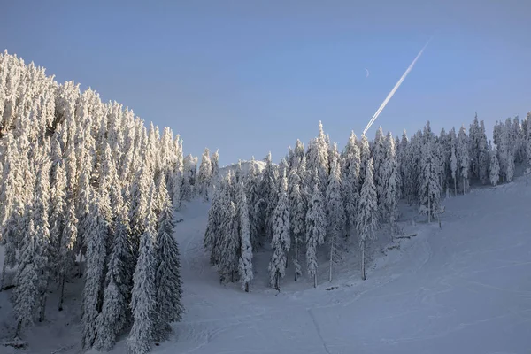 Téli táj a fenyő erdő Postavaru hegység, Poiana Brasov üdülőhely, Románia erős havazás alá tartozó fák. — Stock Fotó