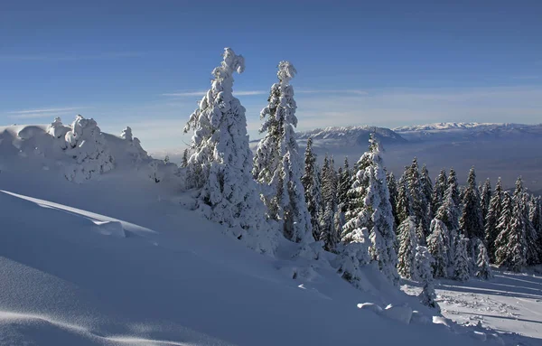 Paisaje invernal con bosques de abetos cubiertos de nieve pesada en la montaña Postavaru, Poiana Brasov resort, Rumania . —  Fotos de Stock