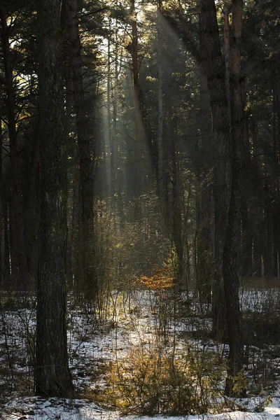 Hutan dengan kabut dan cahaya — Stok Foto