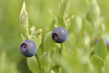 Doğal vahşi huckleberries şube ormandaki