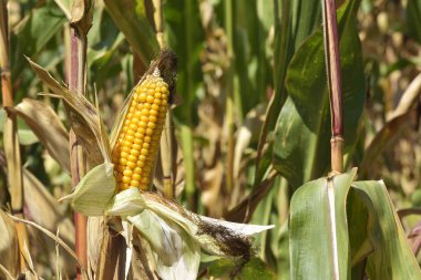 Mısır tarlasında açık