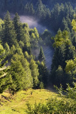 Güzel yeşil çam ağaçları Karpat Dağları üzerinde