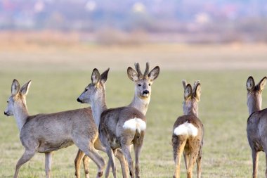 Doğada özgürlük geyik