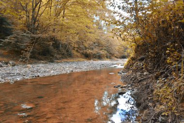 Küçük dere veya vahşi nehir ve renkli düşen yapraklar ile güzel vahşi sonbahar orman. Sonbahar Lehçe ormanda. Karanlık Orman
