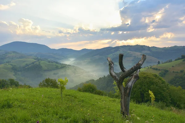 Bonito prado alpino com grama verde. Nascer do sol. paisagem em colinas silvestres. Holbav. Roménia. Tecla baixa, fundo escuro, iluminação local . — Fotografia de Stock