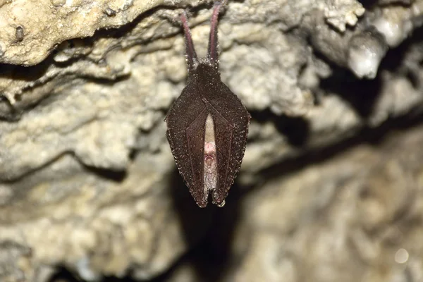 Morcego-ferradura (Rhinolophus ferrumequinum) ) — Fotografia de Stock
