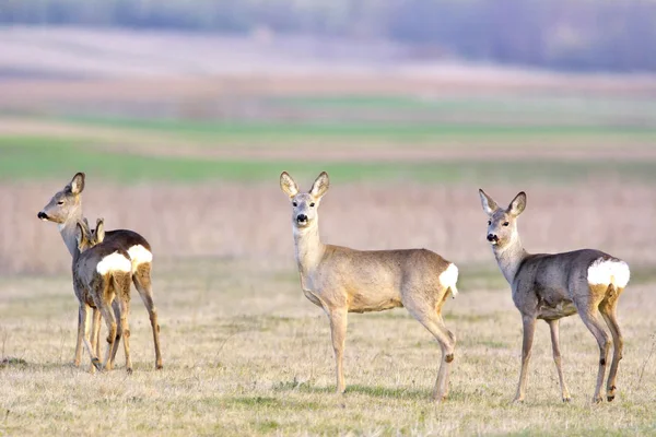 Doğada özgürlük geyik — Stok fotoğraf