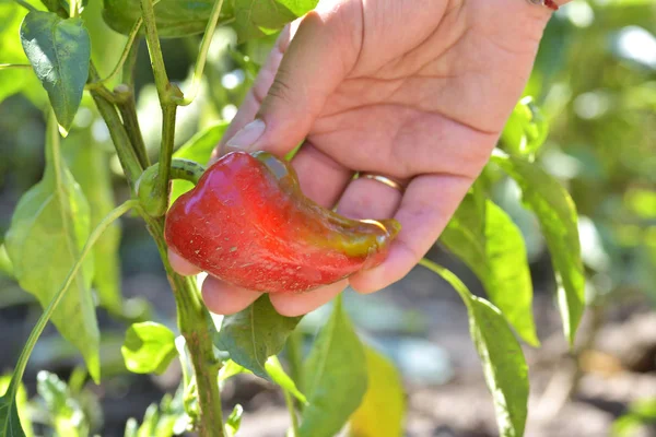 Pimenta vermelha no jardim vegetal — Fotografia de Stock