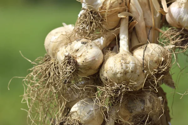 Knoblauchgirlanden im Garten — Stockfoto