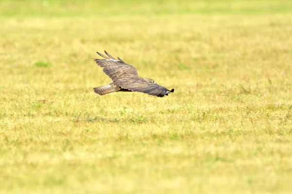 Aves de rapina - Buzzard comum voador (Buteo buteo), outono. Tempo de caça, procurando algo para comer . — Fotografia de Stock
