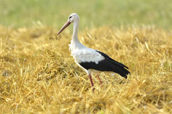 Fåglar - vit Stork (Ciconia ciconia) — Stockfoto