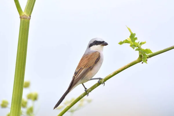 Selvaggio rosso dorso Shrike — Foto Stock