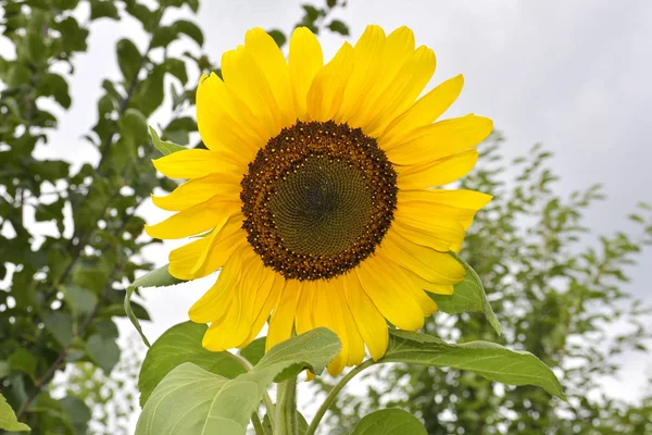 Sun flower in outdooe — Stock Photo, Image