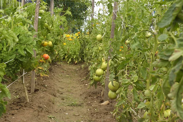 Tomates maduros, Tomates verdes no jardim, Tomates frescos — Fotografia de Stock