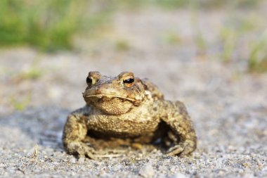Sıradan kurbağa Bufo bufo
