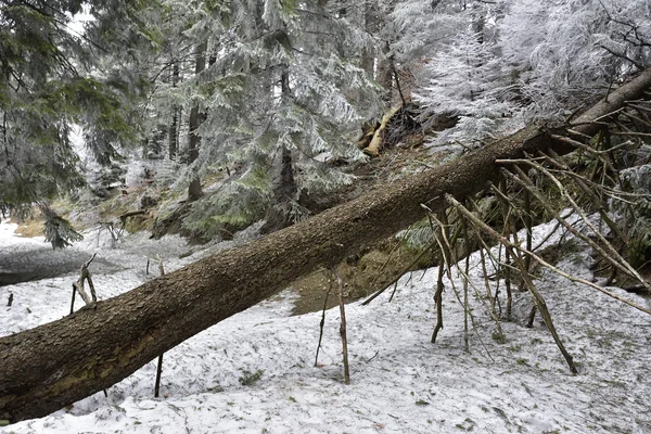 雪覆われた木の倒木 — ストック写真