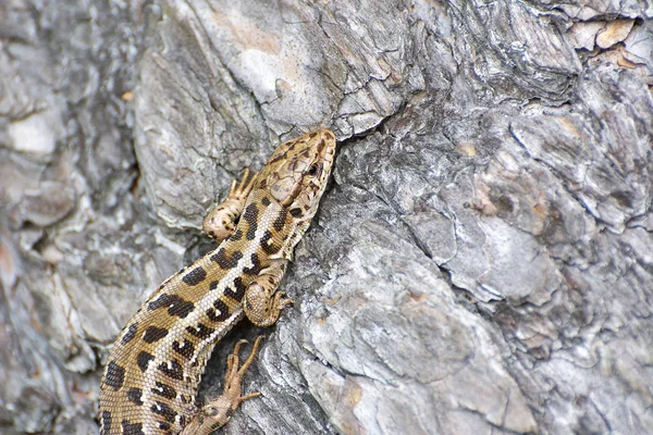 Seekor kadal duduk di atas batu pemanasan untuk kegiatan hari . — Stok Foto