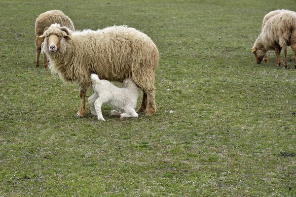 Schafe und Lämmer im Freien — Stockfoto