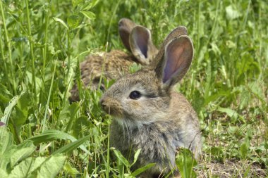 küçük bir tavşan bir mera üzerinde değil