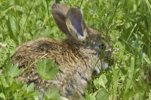 Lilla kanin är på en betesmark — Stockfoto