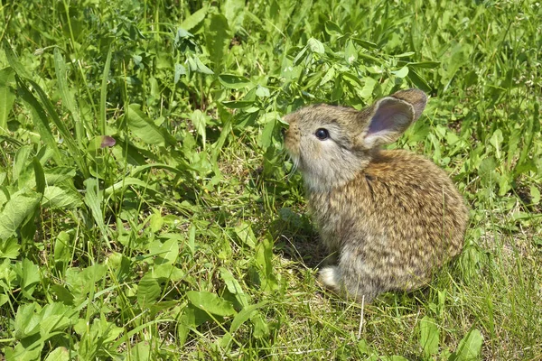 küçük bir tavşan bir mera üzerinde değil